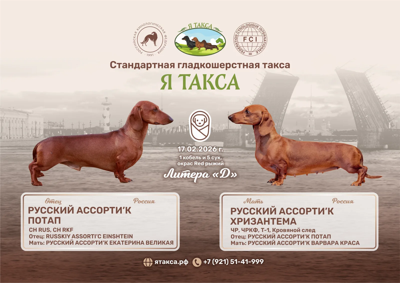 Помёт «Я Такса» от 17 февраля 2026, Такса стандартная гладкошёрстная
