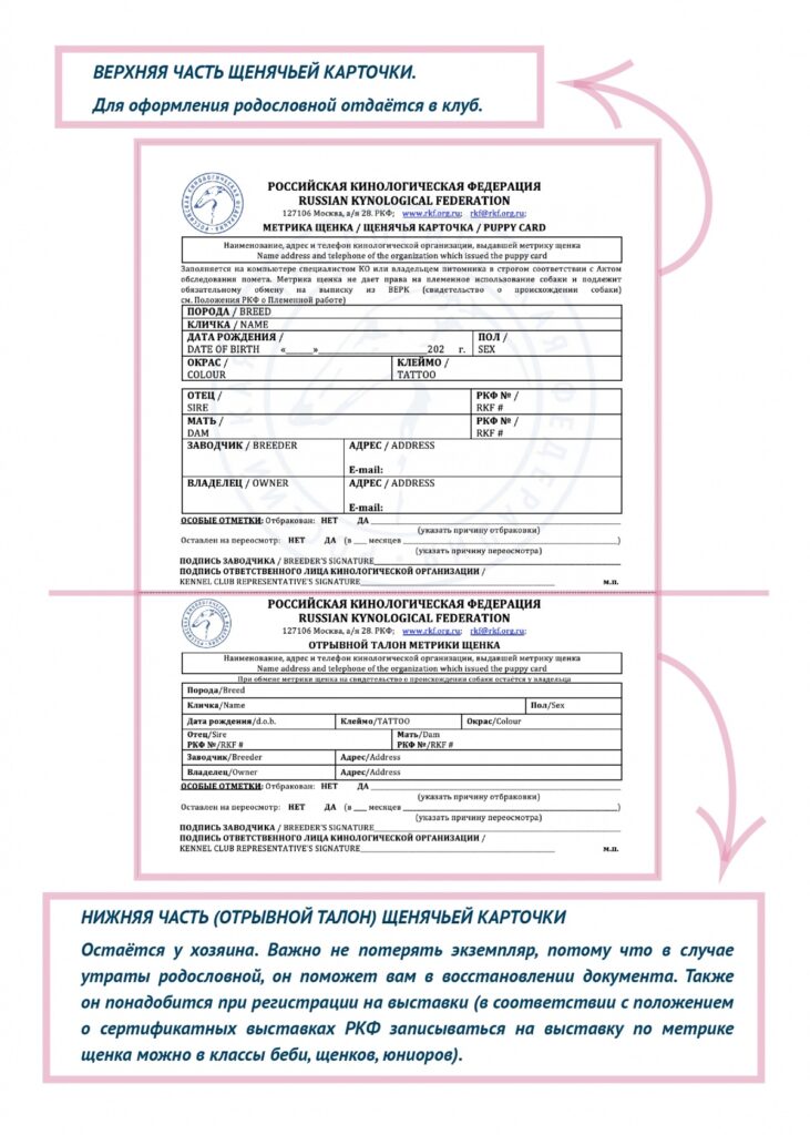 Оформление родословной РКФ